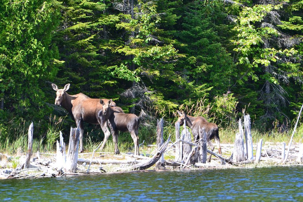 Auberge La Taniere Tadoussac Buitenkant foto